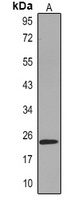 Claudin 3 antibody