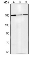 Anti-MSH6 Antibody