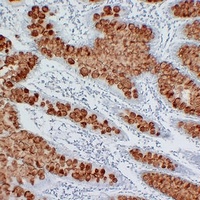 MUC2 antibody