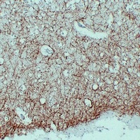 Anti-MBP Antibody