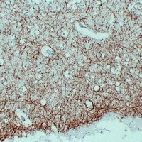 MBP antibody