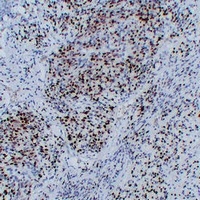 MYOG antibody