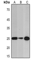 Anti-PGP9.5 Antibody
