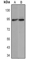 Anti-Villin Antibody