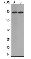 Cadherin pan antibody