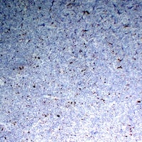 CD68 antibody