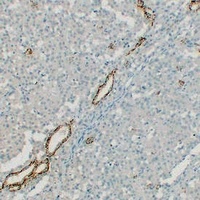 Anti-Claudin 7 Antibody