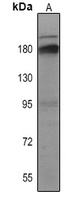 Collagen 3 alpha 1 antibody