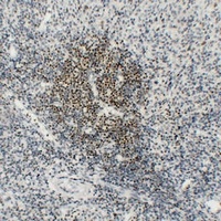 44471 antibody