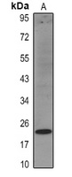 Claudin 7 antibody