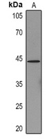 Cytokeratin 19 antibody