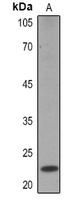 Claudin 4 antibody