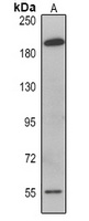 Anti-MAGEC1 Antibody