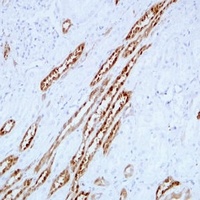 Anti-PGP9.5 Antibody