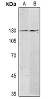 Anti-SALL4 Antibody