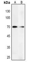 Anti-PGHS-2 Antibody