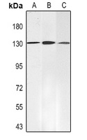 Anti-SALL4 Antibody