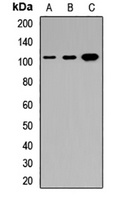 Anti-DMP1 Antibody