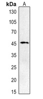 CD274 antibody