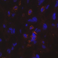 CD274 Rabbit Polyclonal Antibody