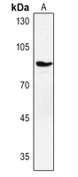 Semaphorin 3A antibody