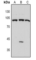 Anti-DNMT3B Antibody
