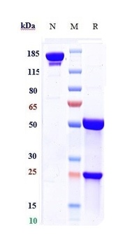 Anti-RSV-F Reference Antibody (palivizumab)