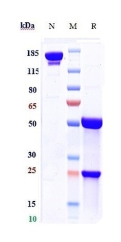 Anti-RSV-F Reference Antibody