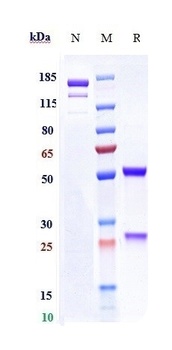 Anti-Rabies virus GP Reference Antibody (rafivirumab)