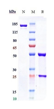 Anti-Rabies virus GP Reference Antibody (foravirumab)