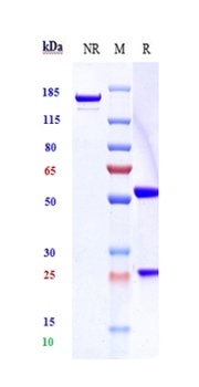 Anti-Siglec-3 / CD33 Reference Antibody (vadastuximab talirine)