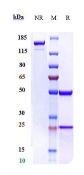 Anti-ERBB3/HER3 Reference Antibody