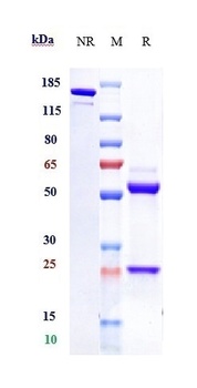 Anti-TROP2 Reference Antibody