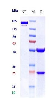 Anti-DLL3 Reference Antibody (rovalpituzumab-MMAE)