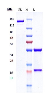 Anti-IL-3R Reference Antibody