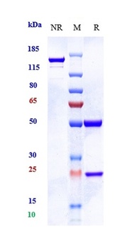 Anti-AMHR2 Reference Antibody (murlentamab-MMAE)