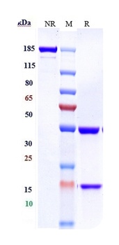 Anti-CXCR4/CD184 Reference Antibody (ulocuplumab-MMAE)