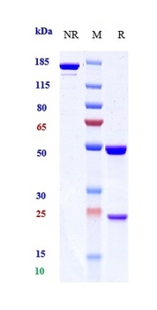 Anti-Mesothelin Reference Antibody (anetumab-MMAE)