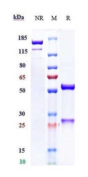 Anti-Mesothelin Reference Antibody (anetumab ravtansine)