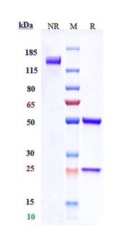 Anti-ERBB3/HER3 Reference Antibody (patritumab-MMAE)