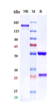 Anti-ROR1 Reference Antibody (zilovertamab vedotin)