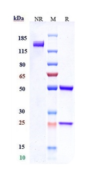 Anti-Siglec-2 / CD22 Reference Antibody