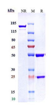 Anti-Tissue Factor / CD142 Reference Antibody (tisotumab vedotin)