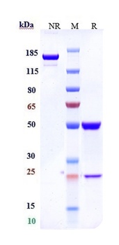 Anti-Siglec-2 / CD22 Reference Antibody (inotuzumab-CLM)