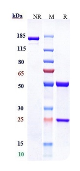 Anti-Siglec-3 / CD33 Reference Antibody (gemtuzumab-CLM)