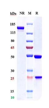 Anti-ERBB2 / HER2 / CD340 Reference Antibody