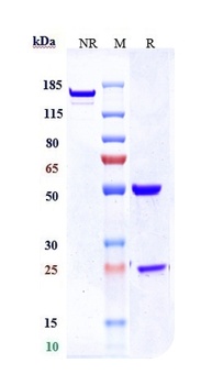 Anti-TNFRSF8 / CD30 Reference Antibody (brentuximab vedotin)