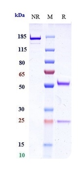 Anti-TNFRSF17 / BCMA / CD269 Reference Antibody