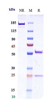 Anti-TNFRSF17 / BCMA / CD269 Reference Antibody (belantamab mafodotin)