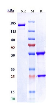 Anti-LIV-1 / SLC39A6 Reference Antibody ((ladiratuzumab vedotin)